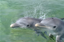 dolphins