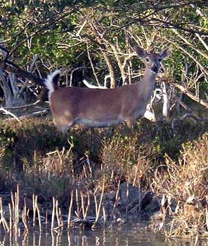 Endangered Key Deer
